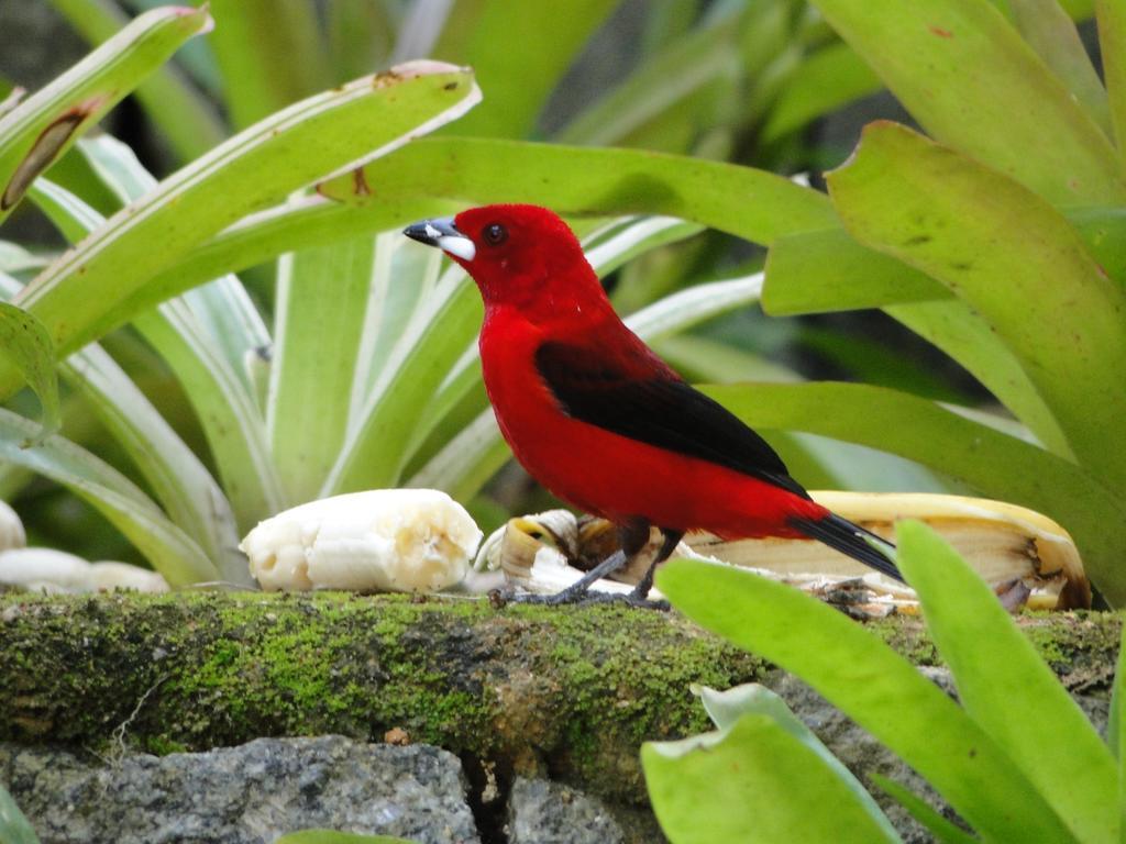 Pousada Riacho Dos Cambucas Vila do Abraao Ngoại thất bức ảnh